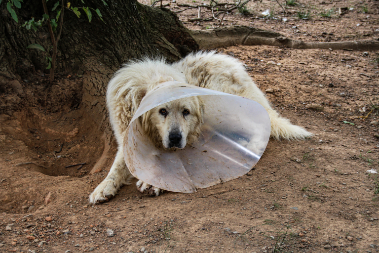 A dog wearing a cone