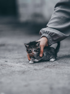 A person holding an injured stray kitten