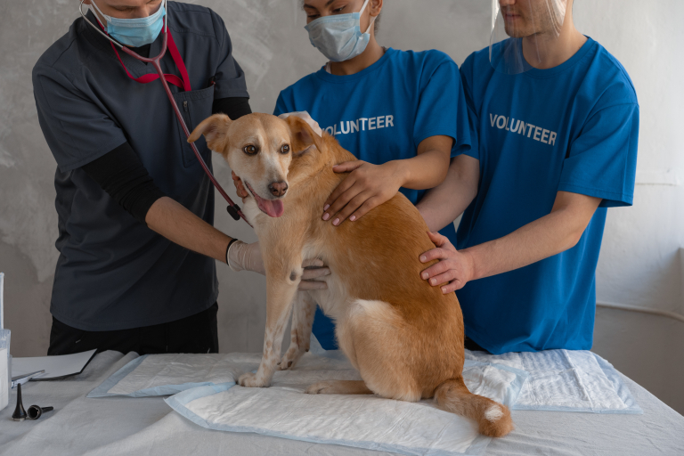 A veterinarian and two volunteers helping a sick dog