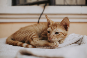 Close up of a orange tabby cat