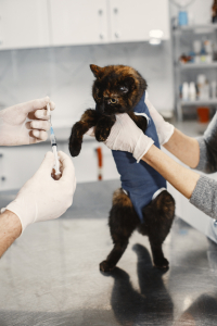 Little cat getting a vaccine
