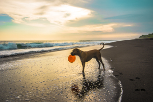 Short coated brown dog on seashore